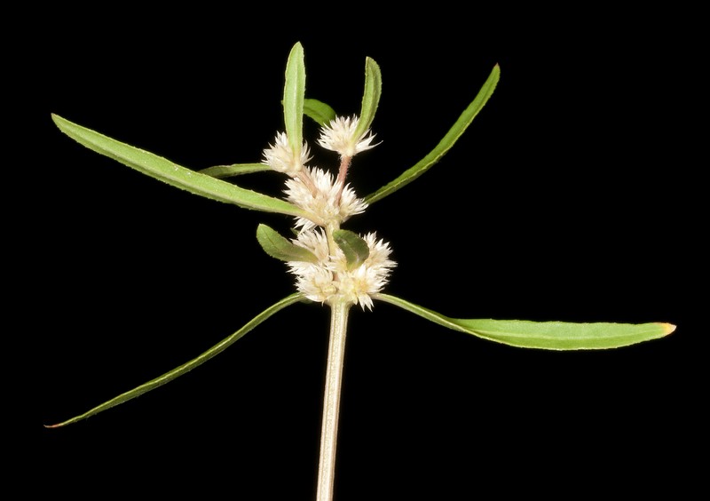 Alternanthera denticulata