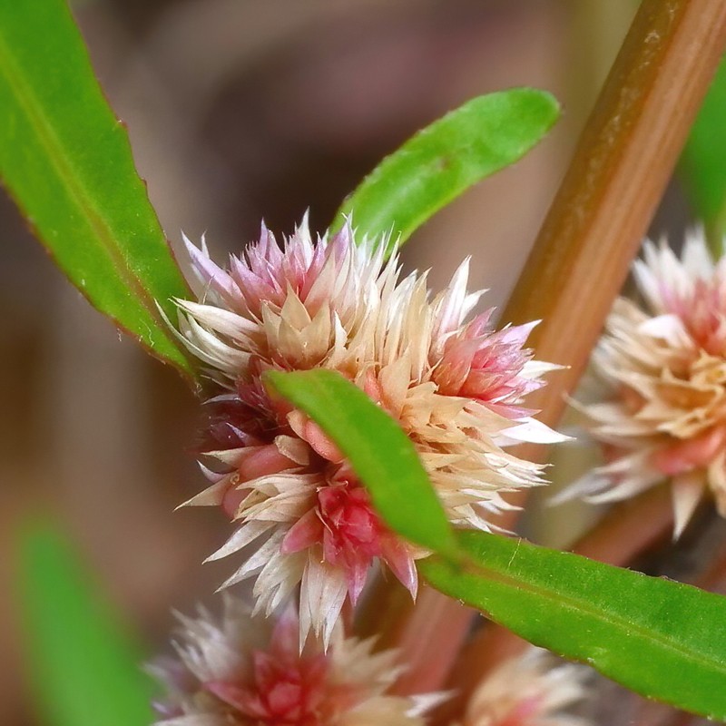 Alternanthera denticulata photo 2
