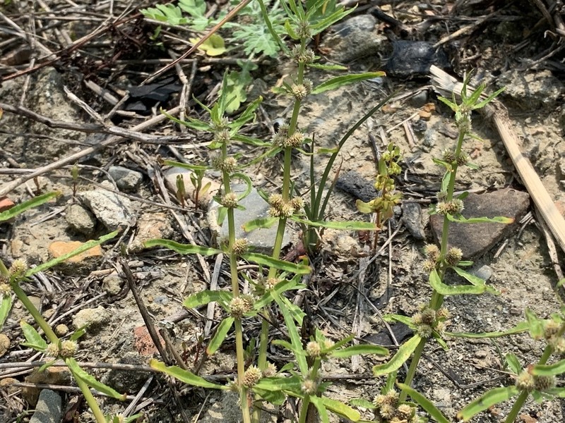 Alternanthera denticulata photo 3