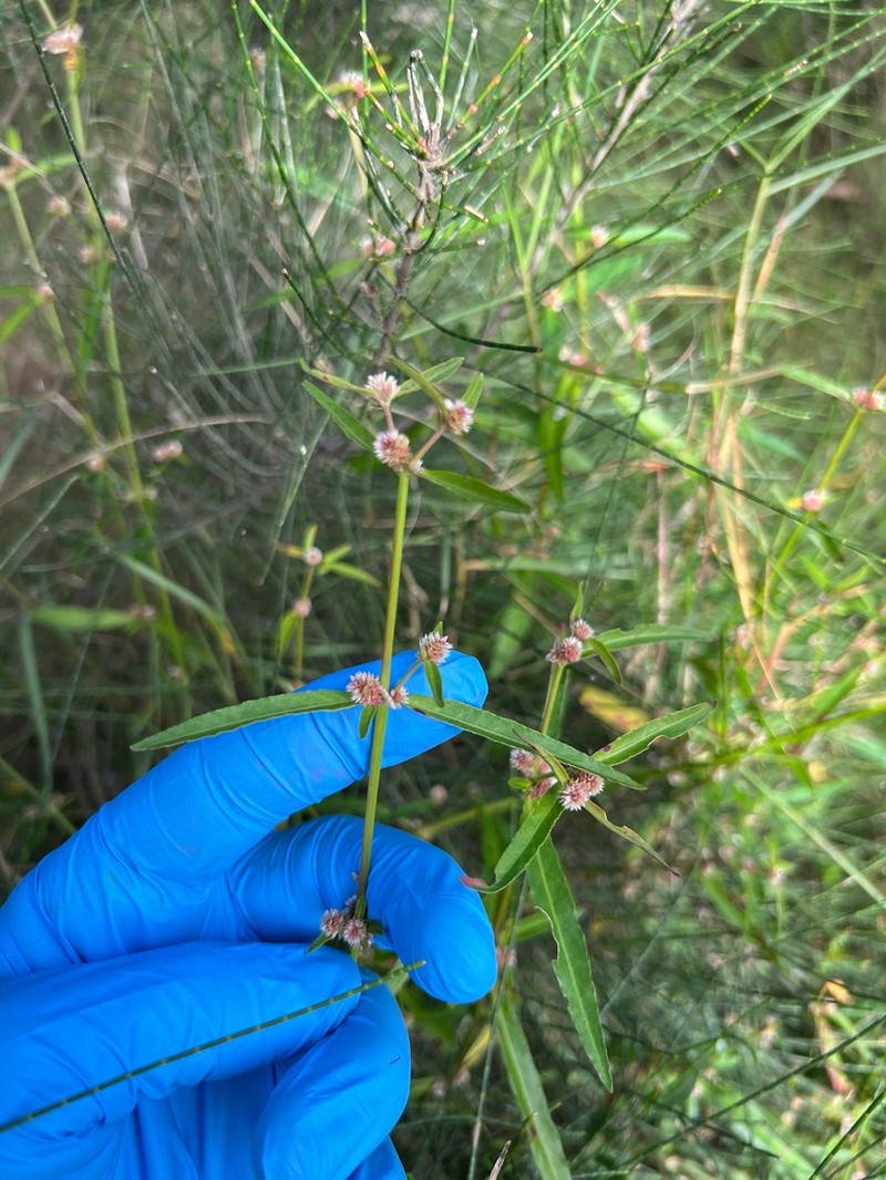 Alternanthera denticulata photo 4