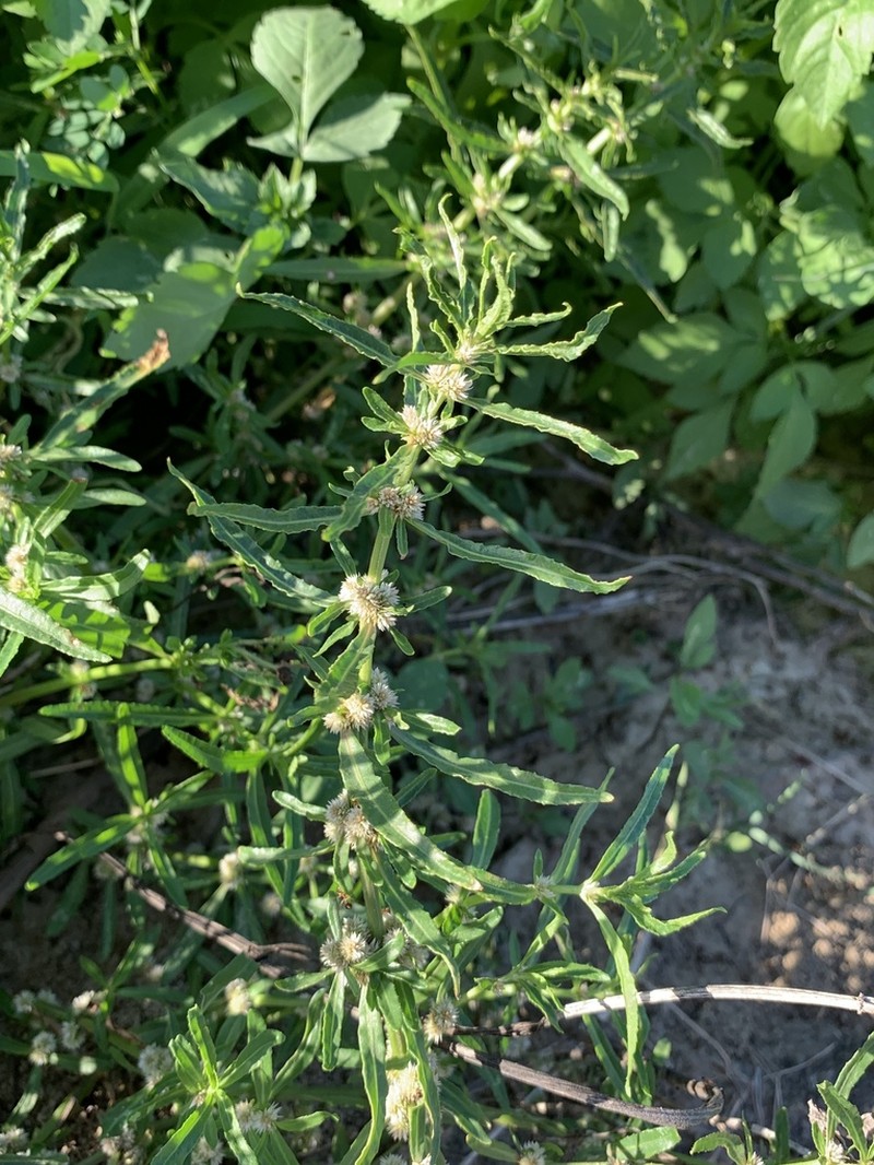 Alternanthera denticulata photo 5