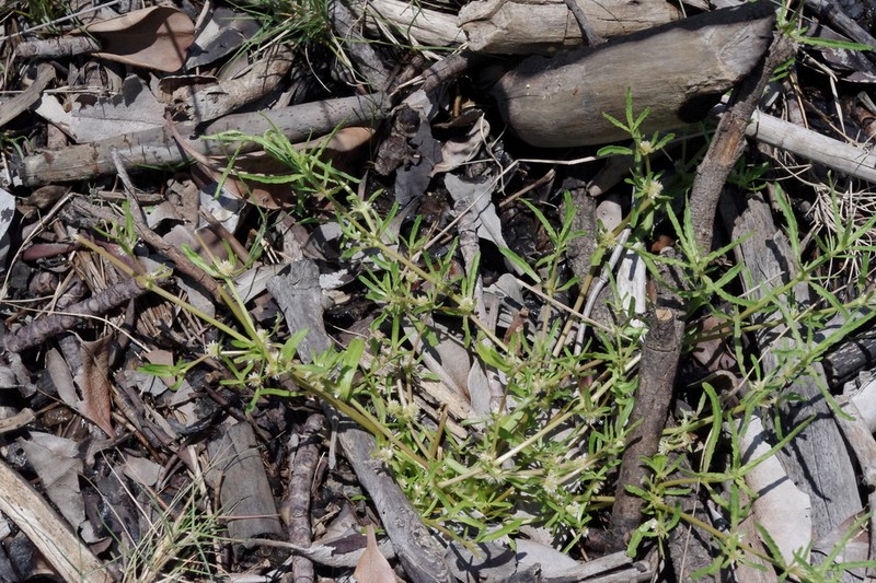 Alternanthera denticulata photo 6
