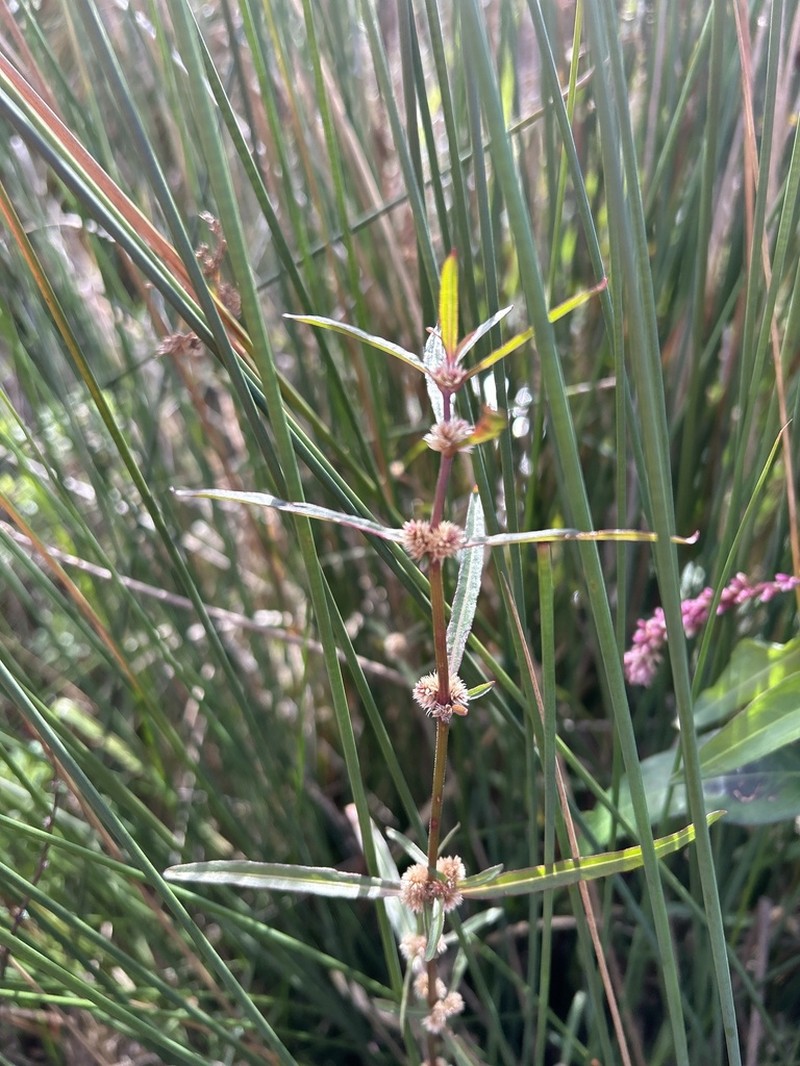 Alternanthera denticulata photo 7