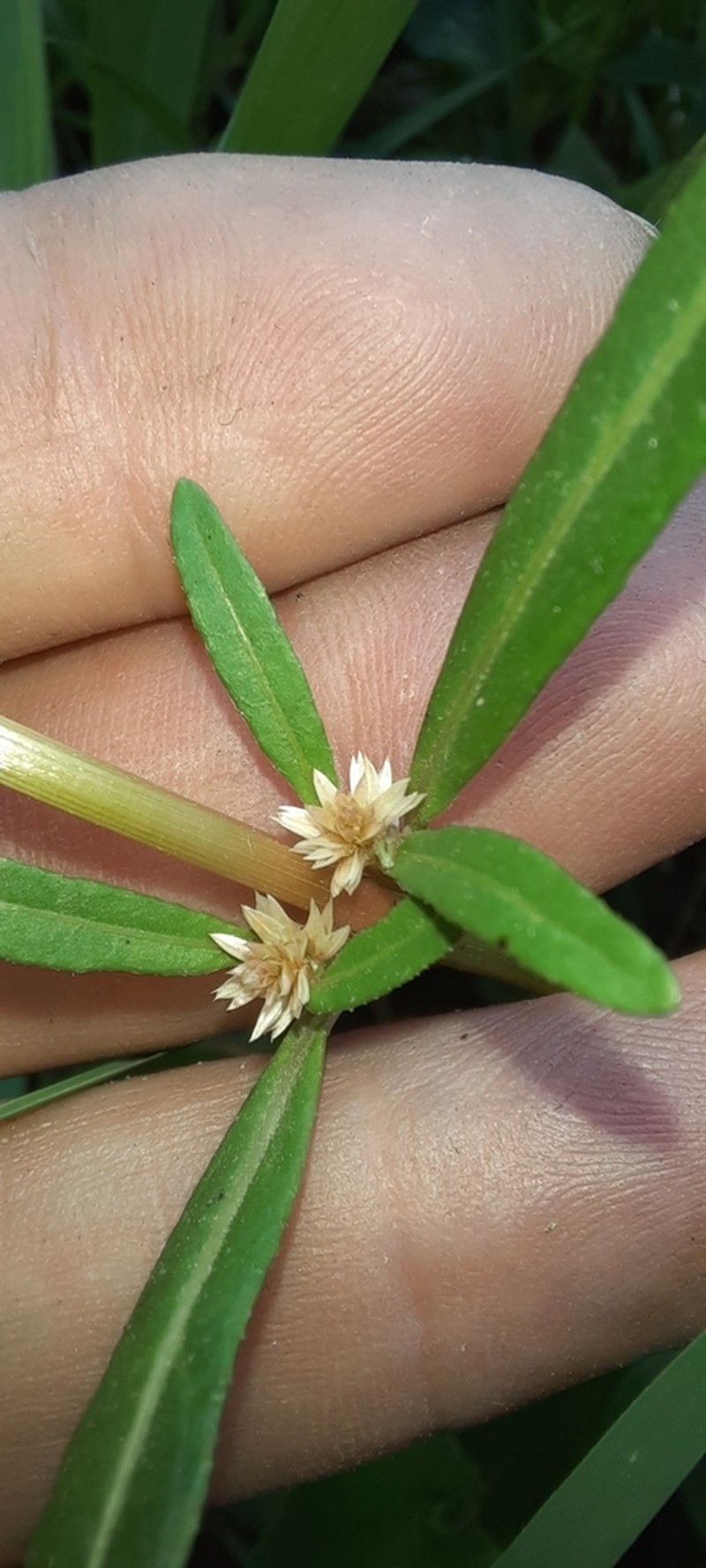 Alternanthera denticulata photo 8