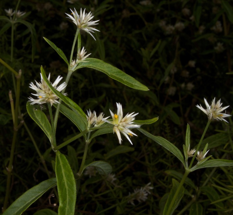 Alternanthera echinocephala