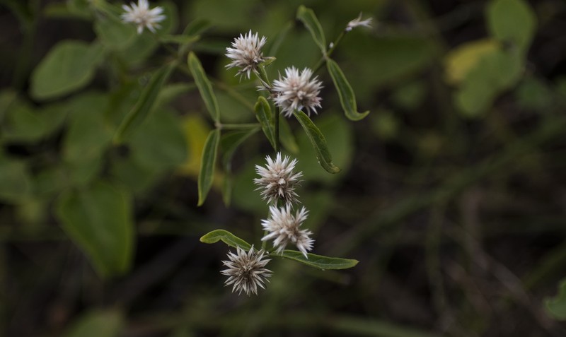 Alternanthera echinocephala photo 2