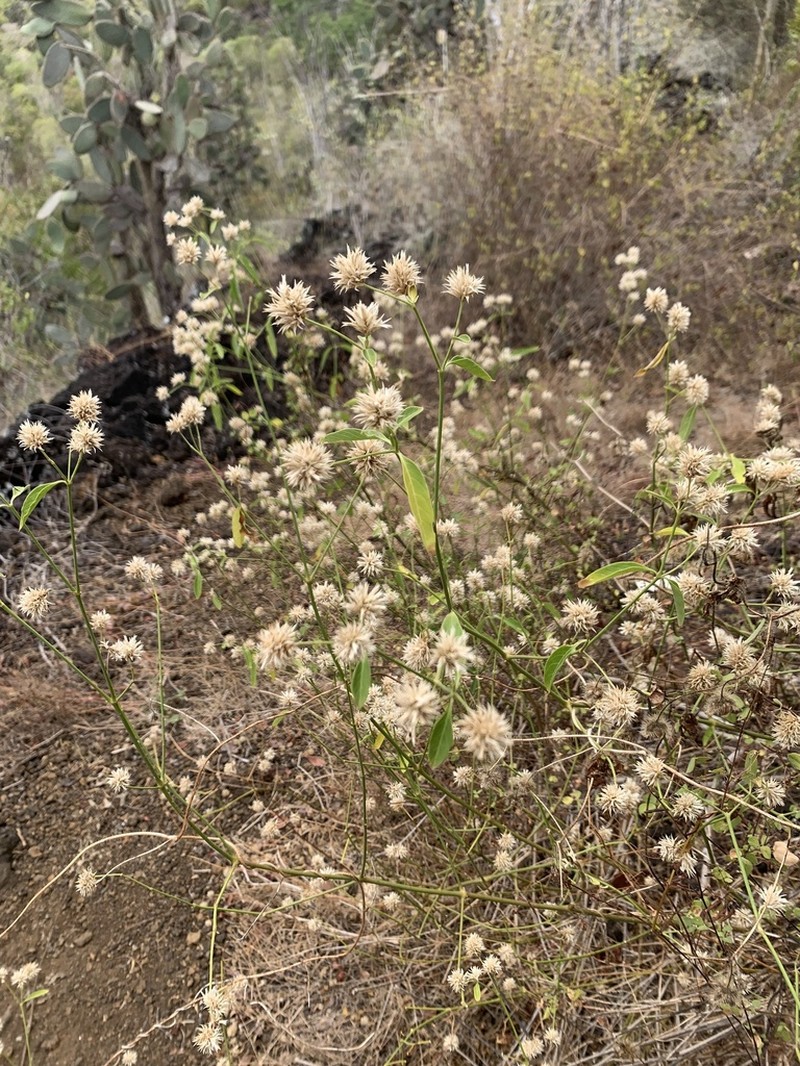 Alternanthera echinocephala photo 6