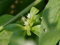 Sanguinaria