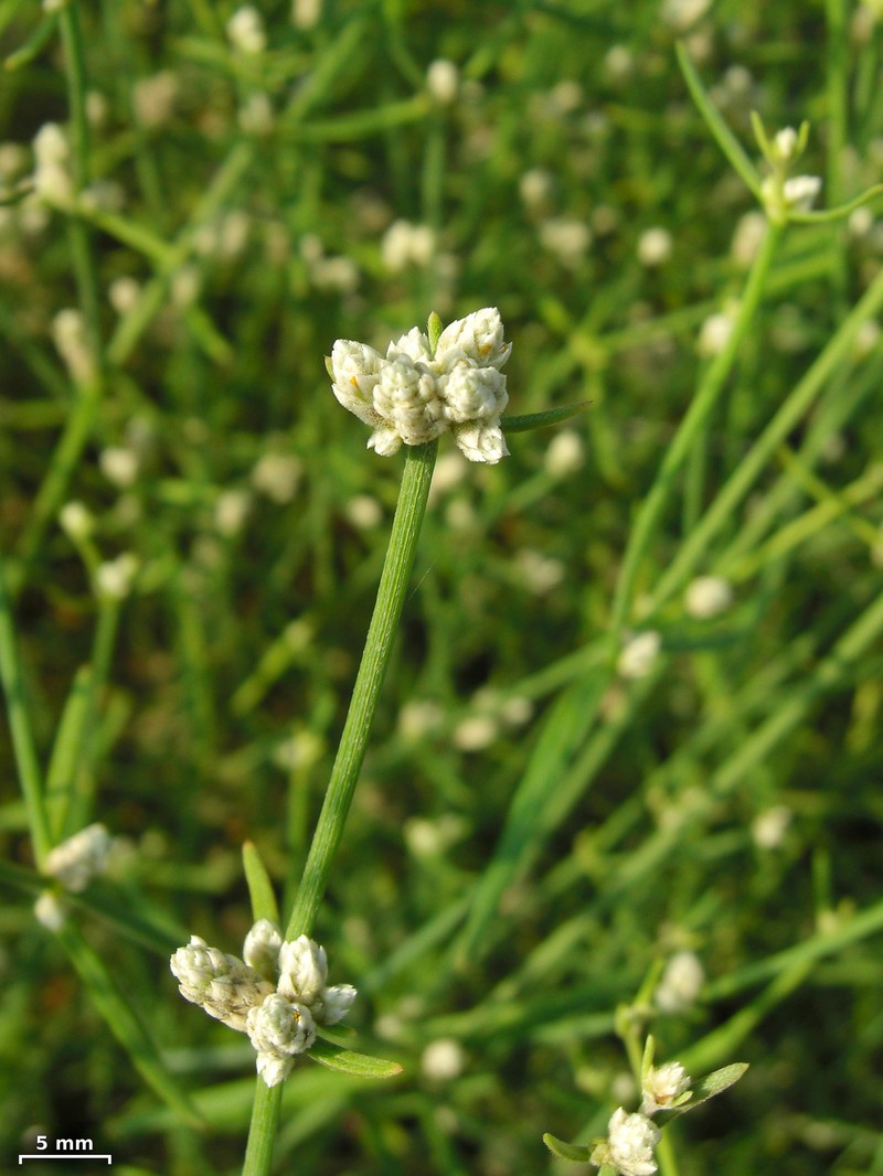 Alternanthera filifolia