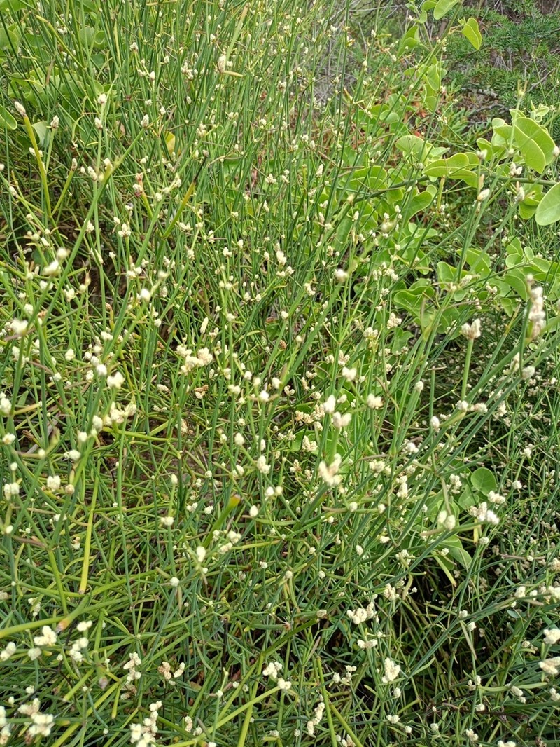 Alternanthera filifolia photo 2