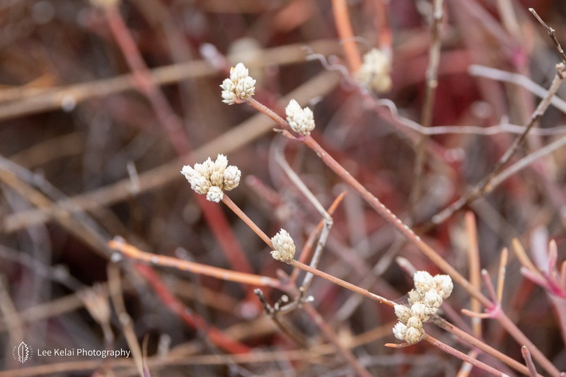 Alternanthera filifolia photo 3
