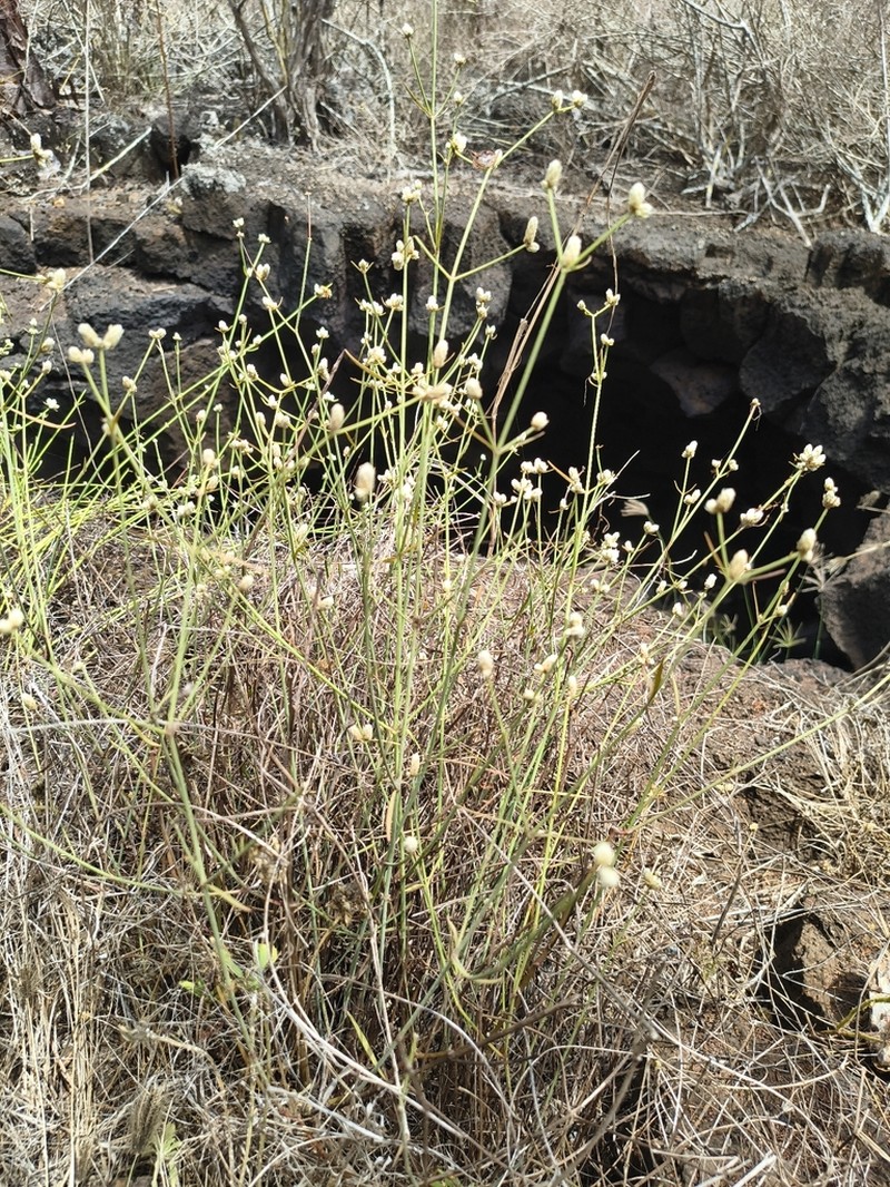 Alternanthera filifolia photo 4