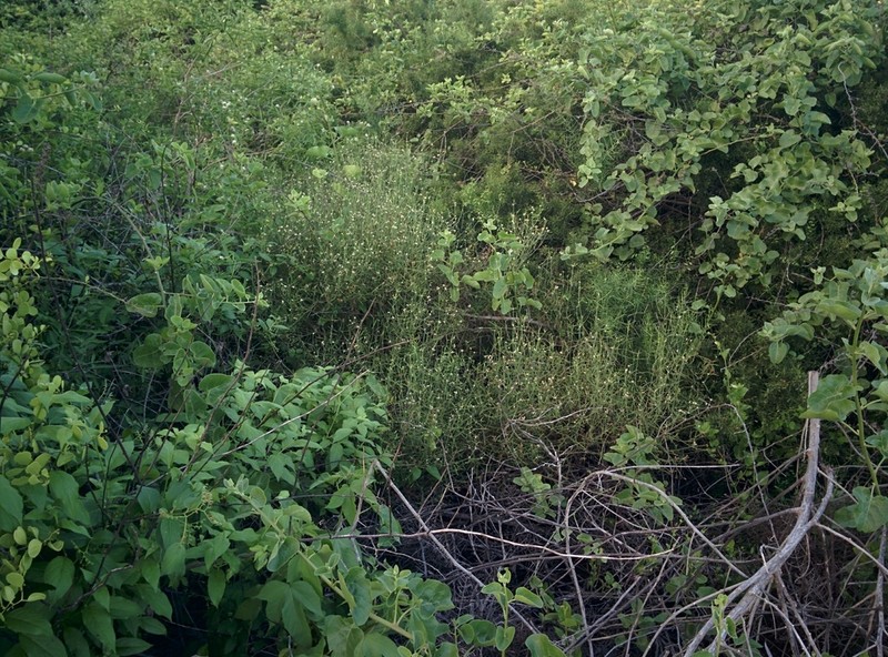Alternanthera filifolia photo 5