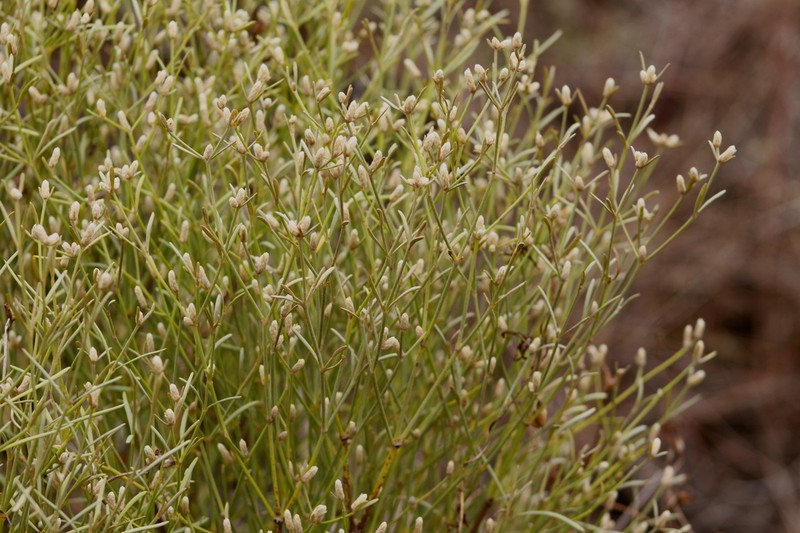 Alternanthera filifolia photo 6