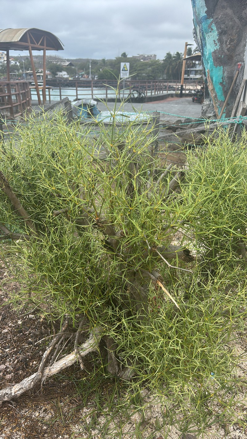 Alternanthera filifolia photo 7