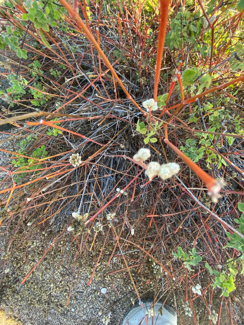 Alternanthera filifolia photo 8