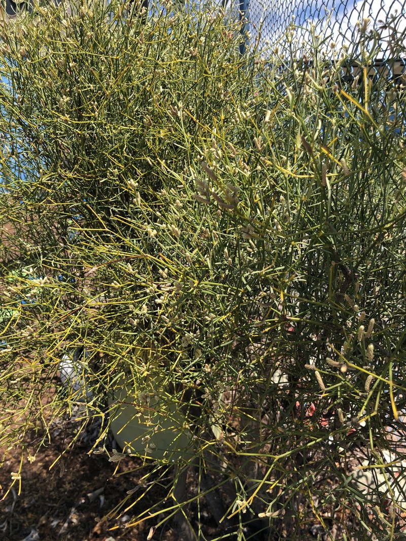 Alternanthera filifolia subsp. filifolia
