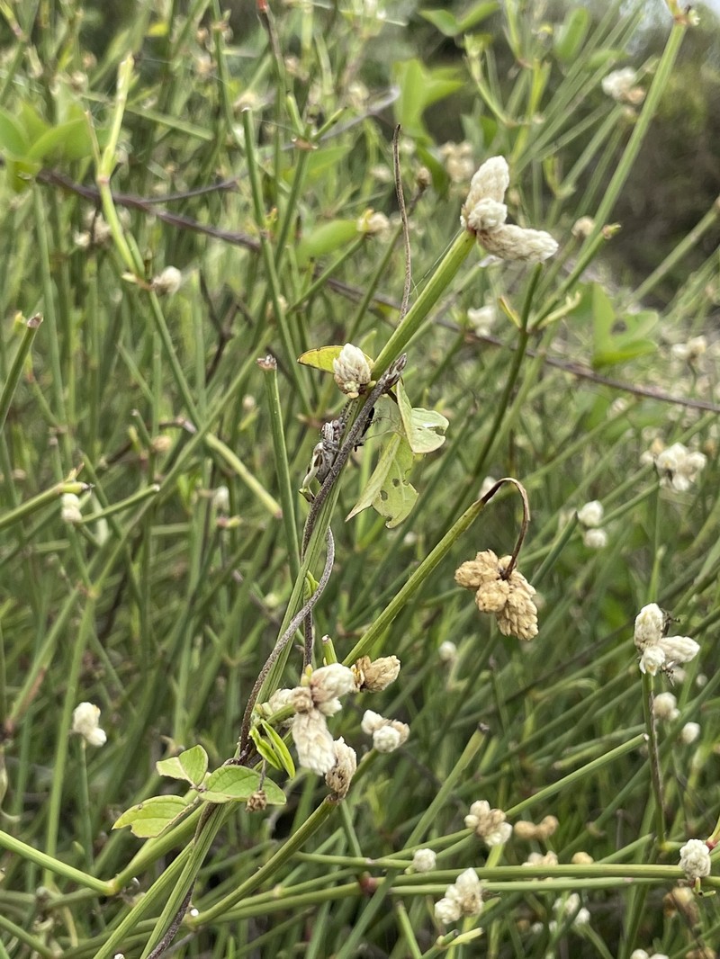 Alternanthera filifolia subsp. filifolia photo 2
