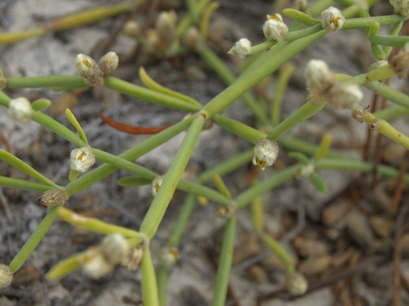 Alternanthera filifolia subsp. filifolia photo 3
