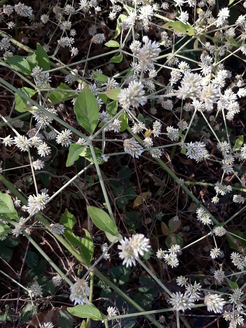 Alternanthera flava