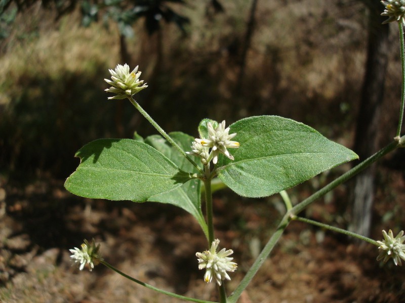 Alternanthera flava photo 2
