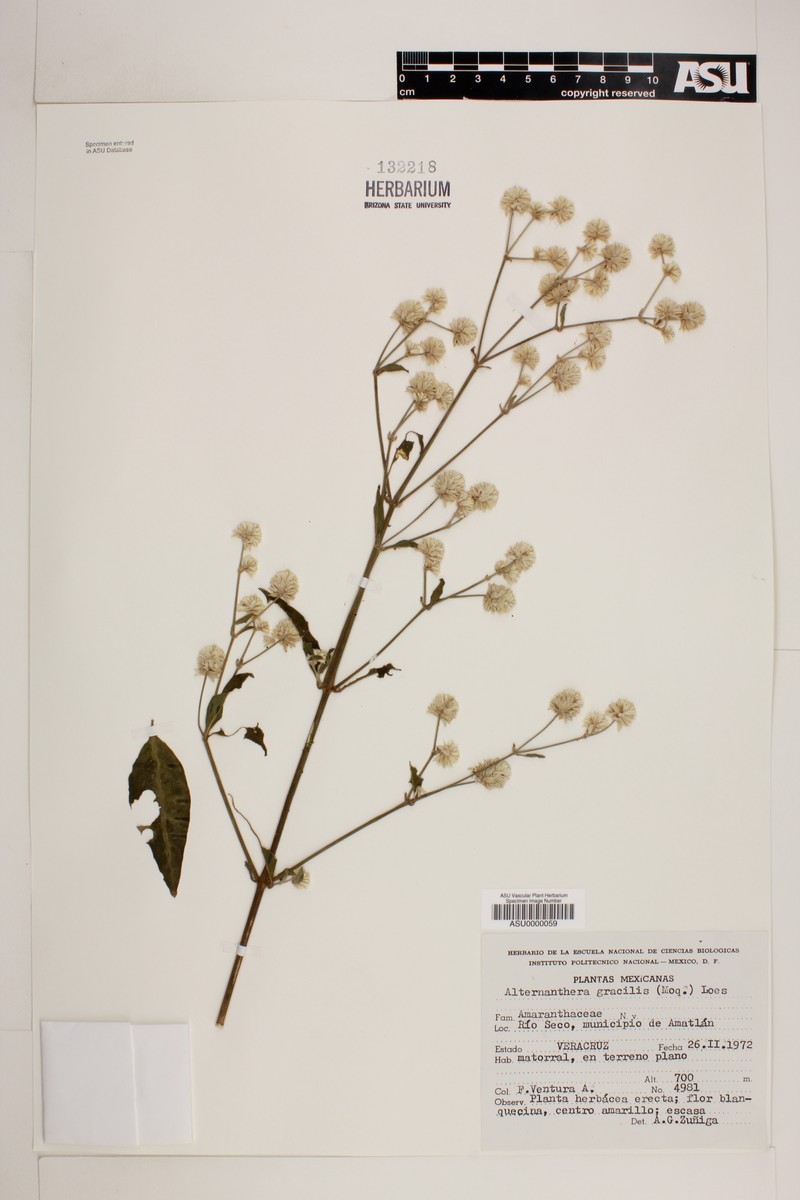 Alternanthera flava photo 3