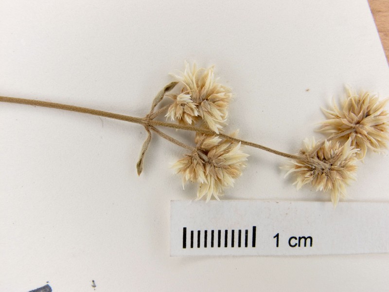 Alternanthera flava photo 4