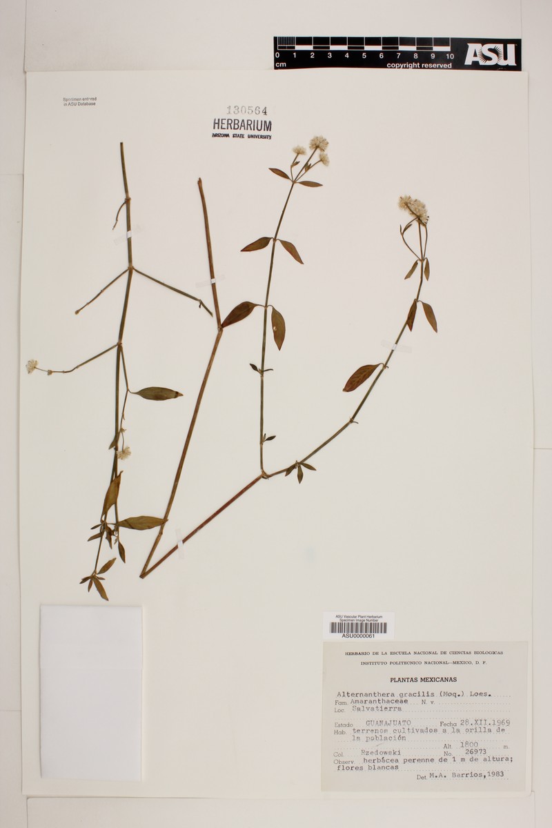 Alternanthera flava photo 5