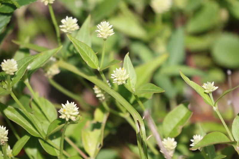 Yellow Joyweed