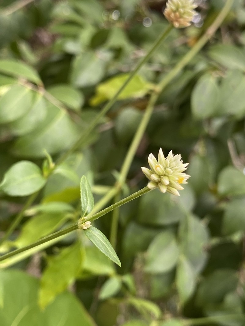 Yellow Joyweed photo 2