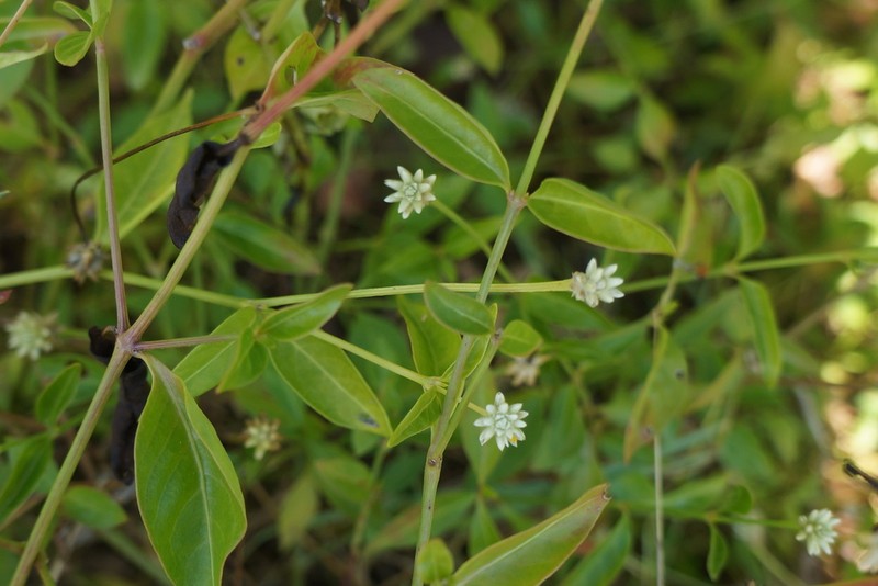 Yellow Joyweed photo 3