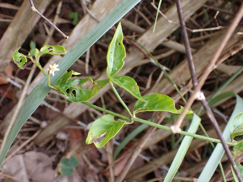 Yellow Joyweed photo 4