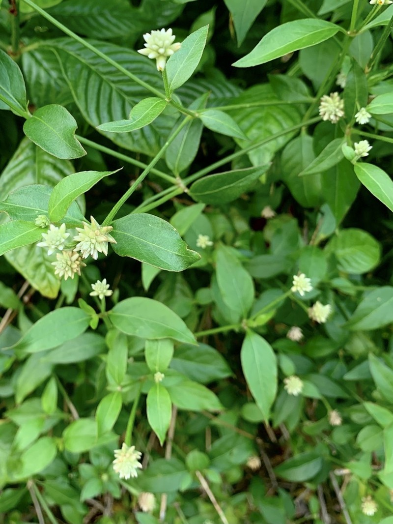 Yellow Joyweed photo 5
