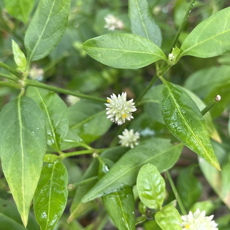 Yellow Joyweed photo 6