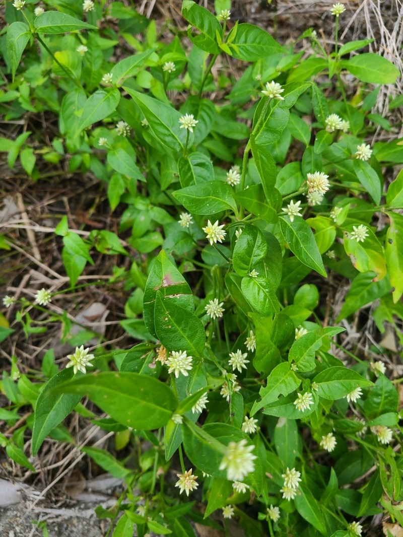 Yellow Joyweed photo 8