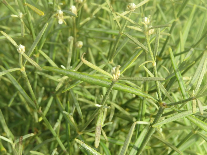 Alternanthera flavicoma