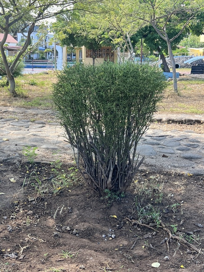 Alternanthera flavicoma photo 2