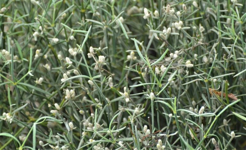 Alternanthera flavicoma photo 3