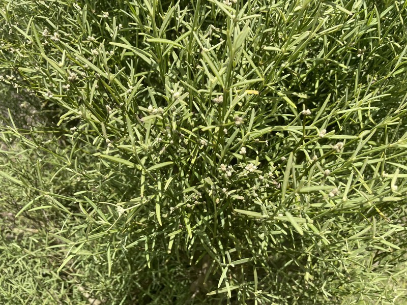 Alternanthera flavicoma photo 6