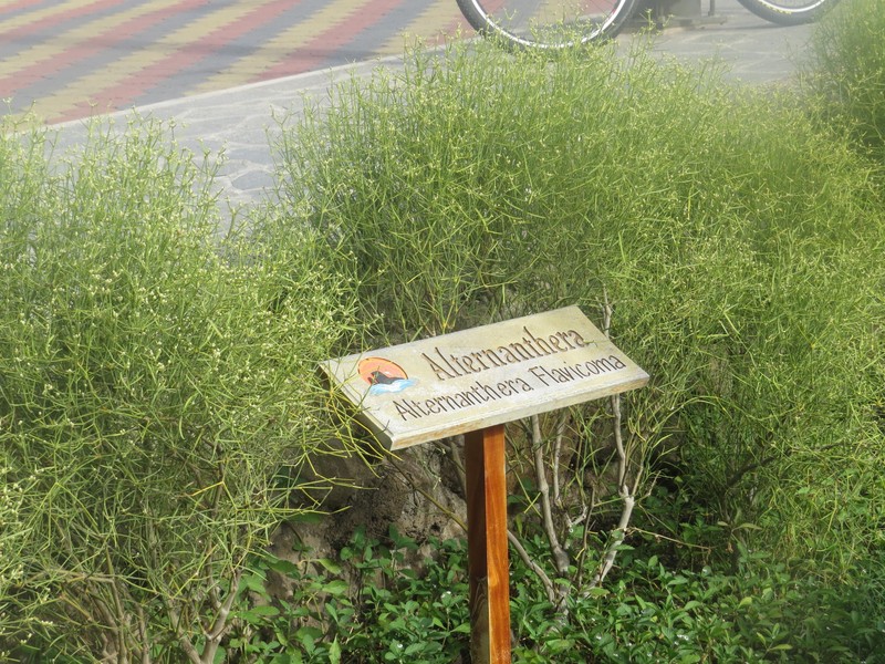 Alternanthera flavicoma photo 7