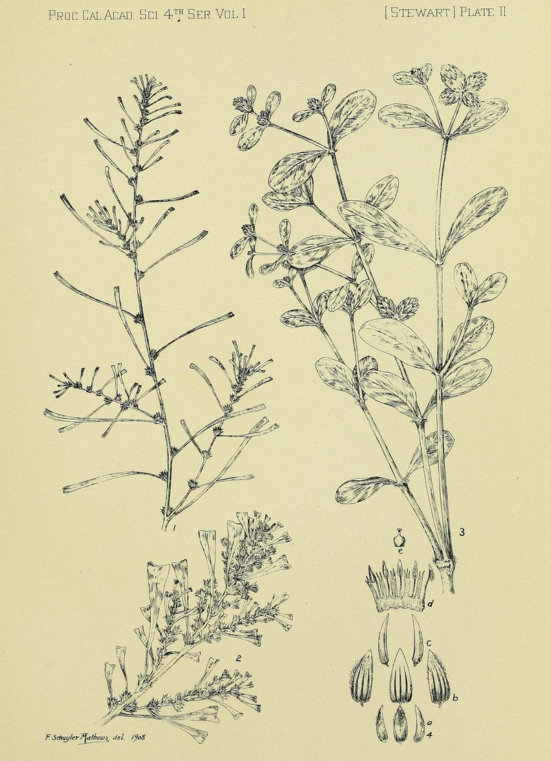 Alternanthera galapagensis