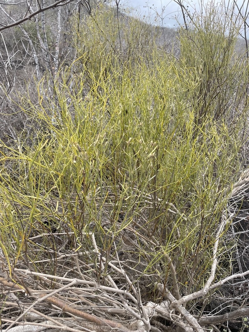 Alternanthera galapagensis photo 2