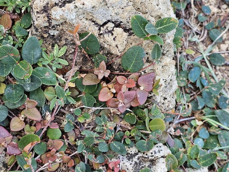 Alternanthera geniculata photo 2