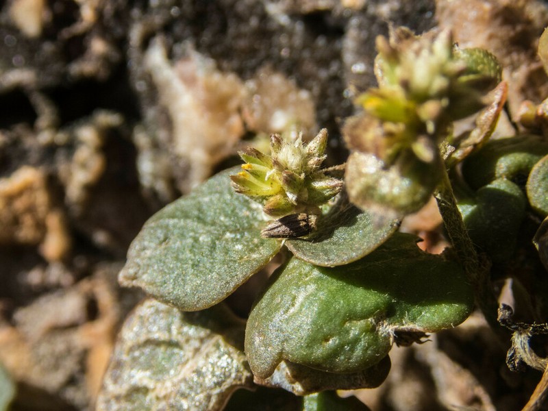 Alternanthera geniculata photo 3