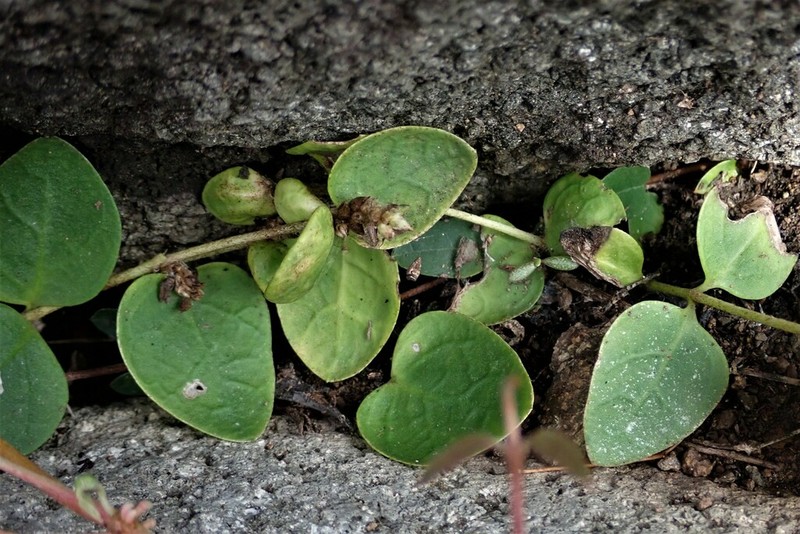 Alternanthera geniculata photo 4