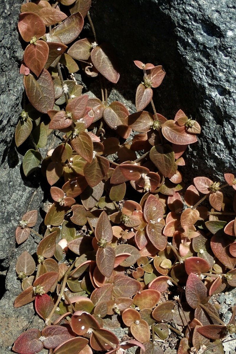 Alternanthera geniculata photo 5