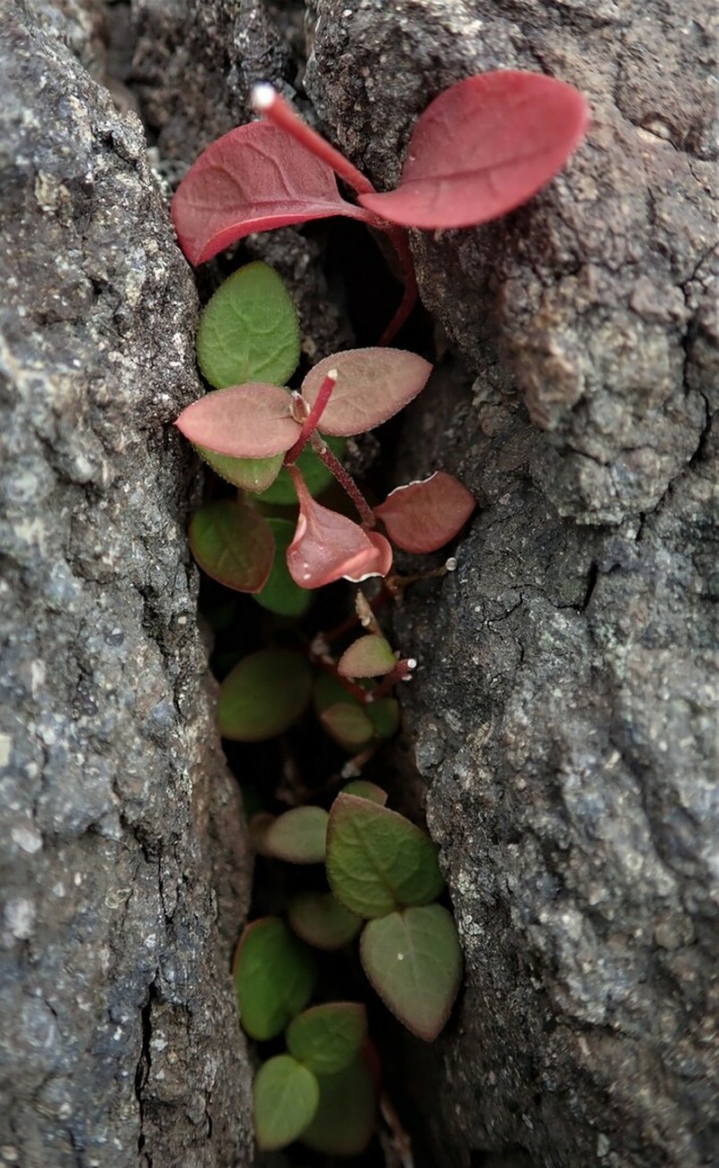 Alternanthera geniculata photo 6