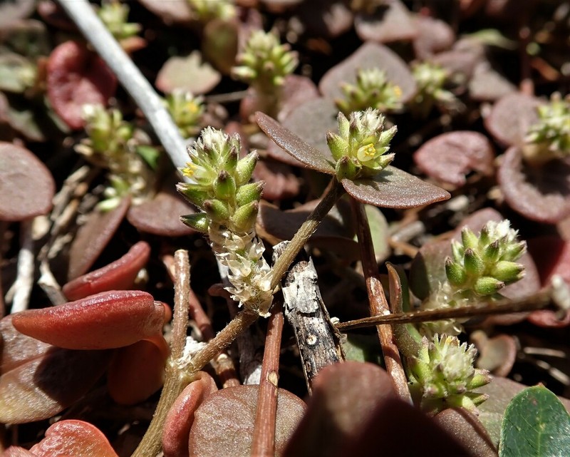 Alternanthera geniculata photo 7