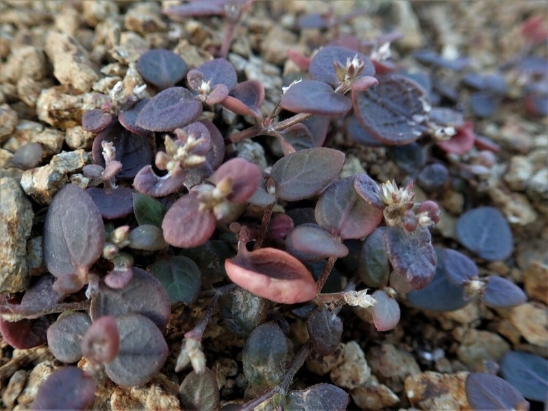 Alternanthera geniculata photo 8