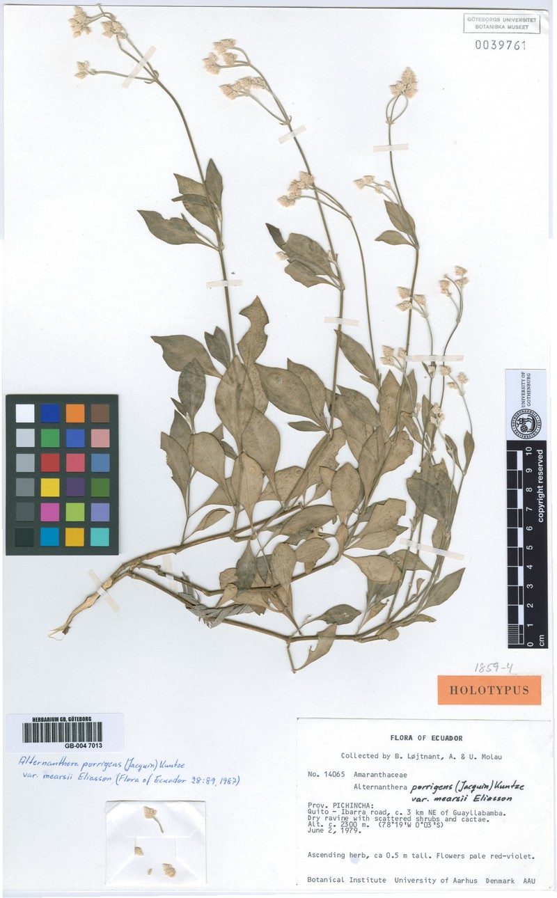 Alternanthera grandis